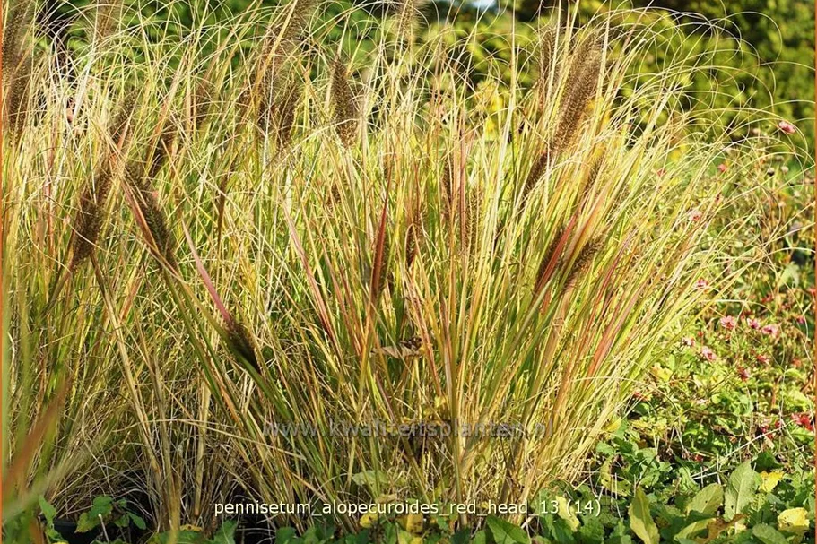 Pennisetum alopecuroides 'Red Head'