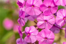 Phlox carolina 'Rosalinde'