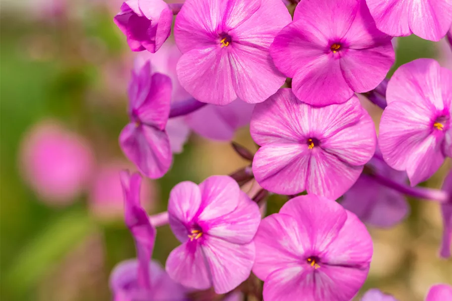 Phlox carolina 'Rosalinde'