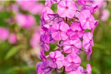 Phlox carolina 'Rosalinde'