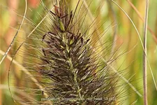 Pennisetum alopecuroides 'Red Head'