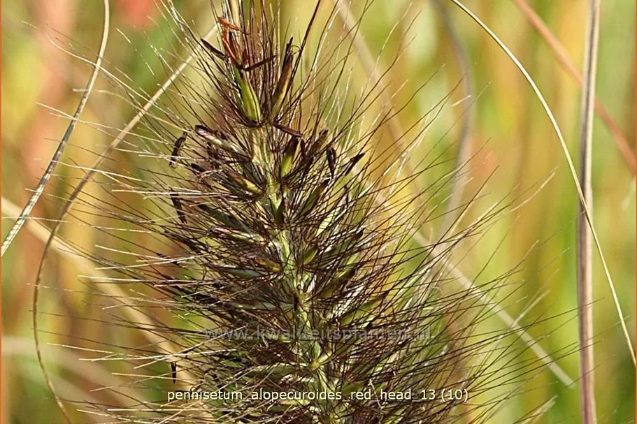 Pennisetum alopecuroides 'Red Head'