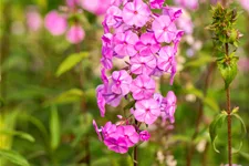 Phlox carolina 'Rosalinde'