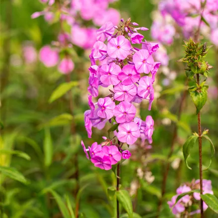 Phlox carolina 'Rosalinde'