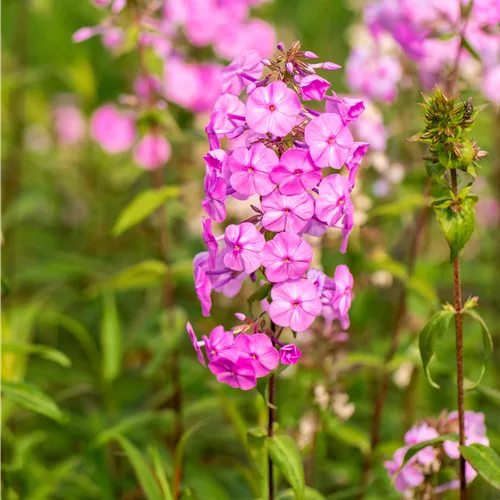 Phlox carolina 'Rosalinde'