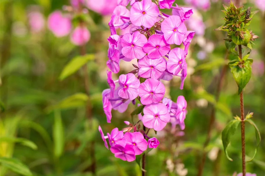 Phlox carolina 'Rosalinde'