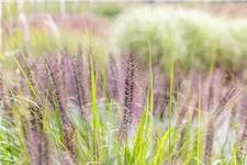 Pennisetum alopecuroides 'Red Head'