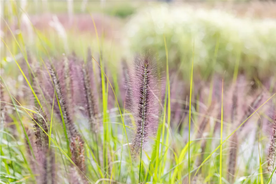 Pennisetum alopecuroides 'Red Head'