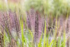 Pennisetum alopecuroides 'Red Head'
