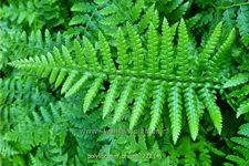 Polystichum braunii