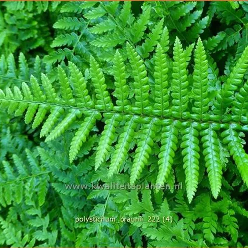 Polystichum braunii