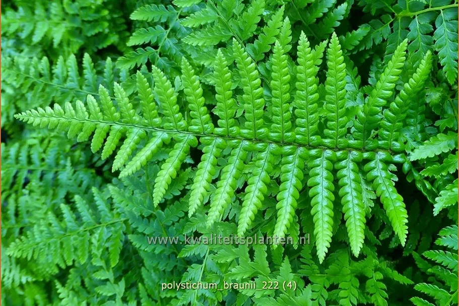 Polystichum braunii