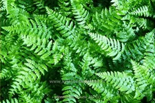 Polystichum braunii