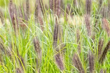 Pennisetum alopecuroides 'Red Head'