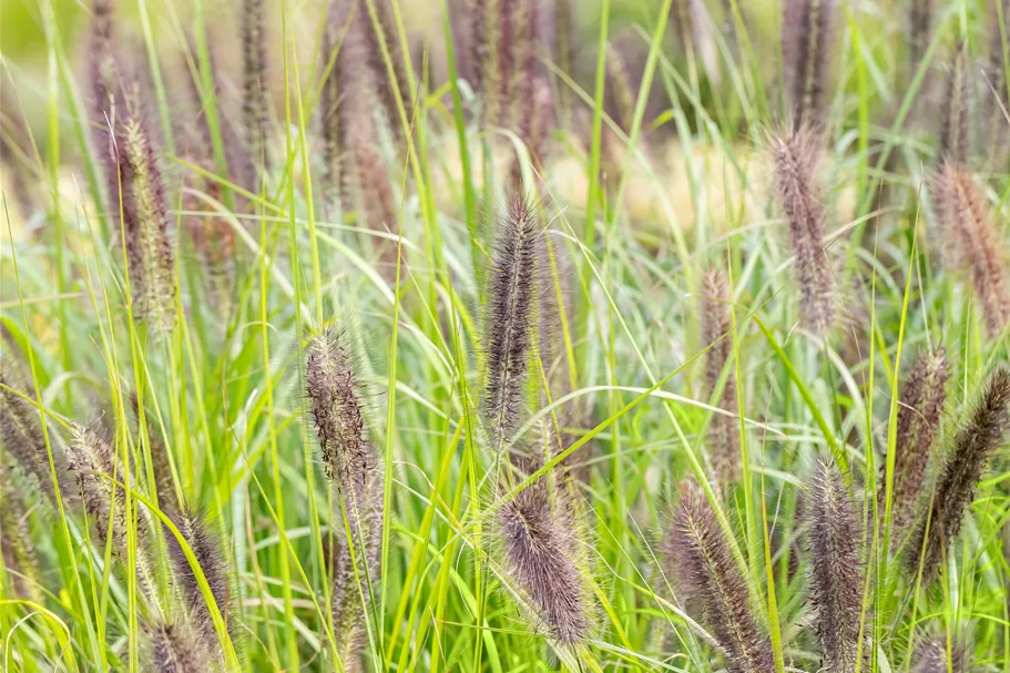 Pennisetum alopecuroides 'Red Head'