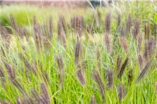Pennisetum alopecuroides 'Red Head'