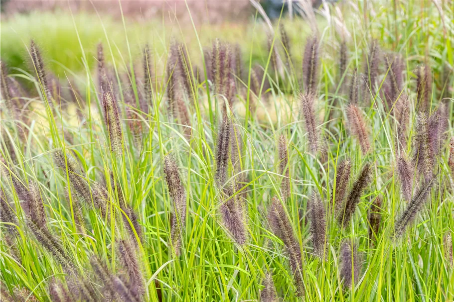 Pennisetum alopecuroides 'Red Head'