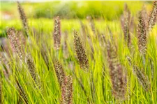 Pennisetum alopecuroides 'Red Head'