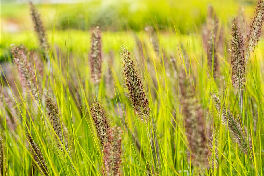 Pennisetum alopecuroides 'Red Head'