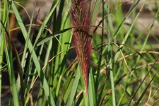 Pennisetum alopecuroides 'Red Head'