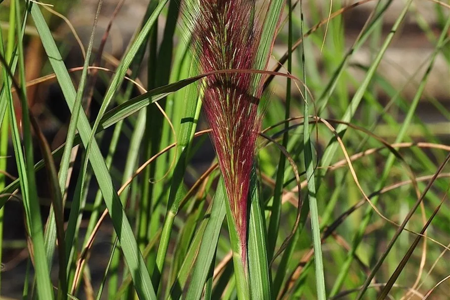 Pennisetum alopecuroides 'Red Head'