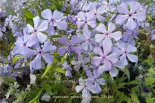 Phlox divaricata 'Geddington Cross'