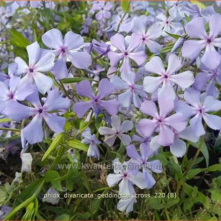 Phlox divaricata 'Geddington Cross'