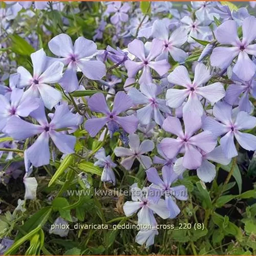 Phlox divaricata 'Geddington Cross'