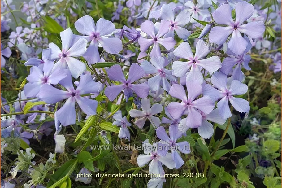 Phlox divaricata 'Geddington Cross'