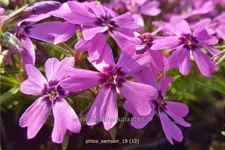 Phlox subulata 'Samson'