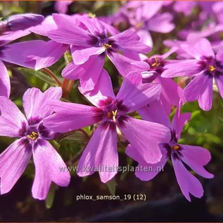 Phlox subulata 'Samson'