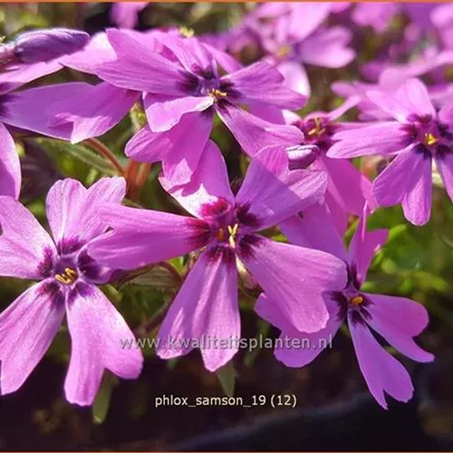Phlox subulata 'Samson'