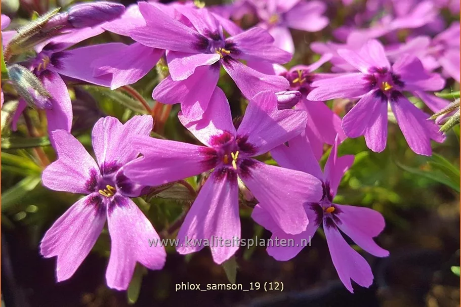 Phlox subulata 'Samson'