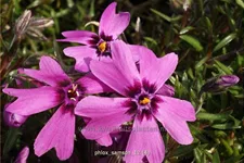 Phlox subulata 'Samson'