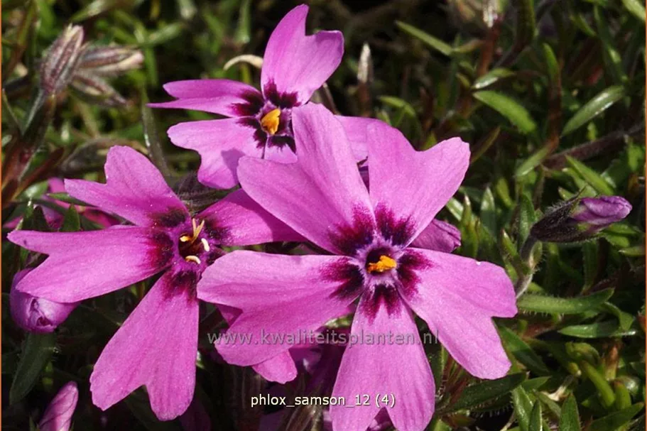 Phlox subulata 'Samson'