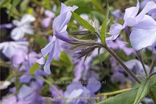 Phlox divaricata 'Geddington Cross'