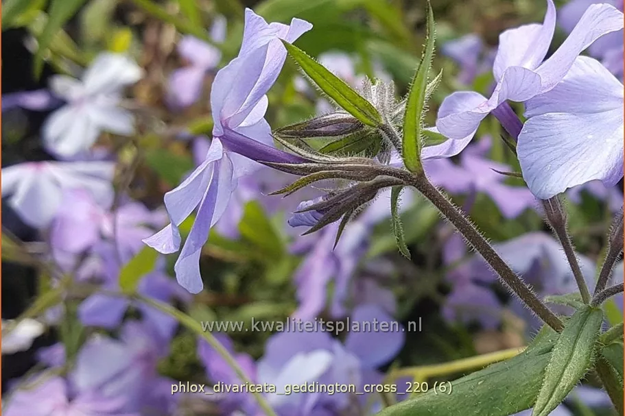Phlox divaricata 'Geddington Cross'