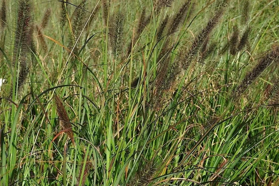 Pennisetum alopecuroides 'Red Head'