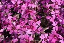 Phlox subulata 'Samson'