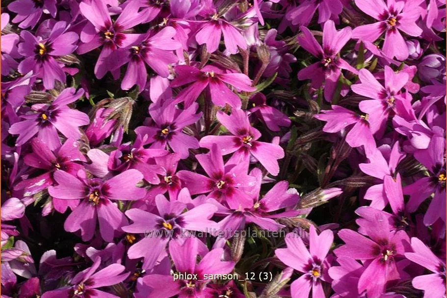 Phlox subulata 'Samson'