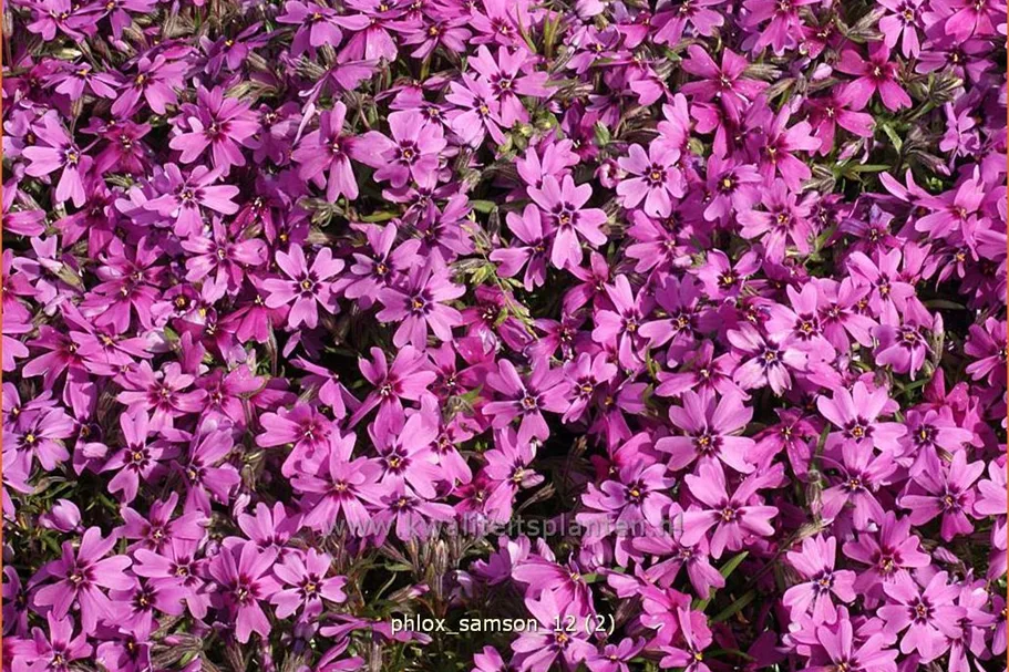 Phlox subulata 'Samson'