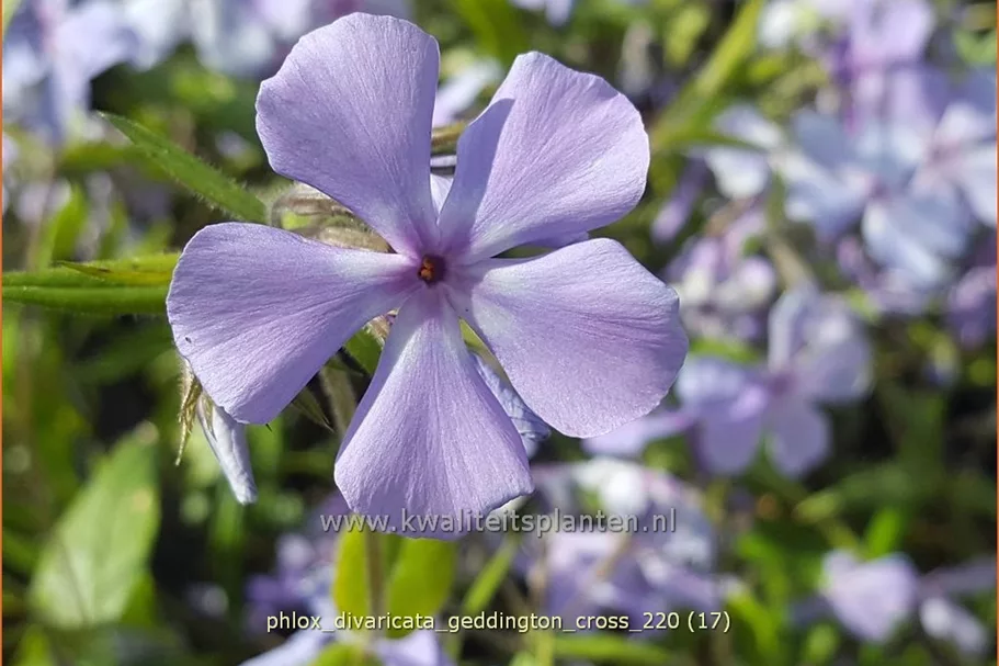 Phlox divaricata 'Geddington Cross'