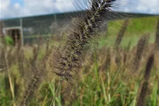 Pennisetum alopecuroides 'Red Head'
