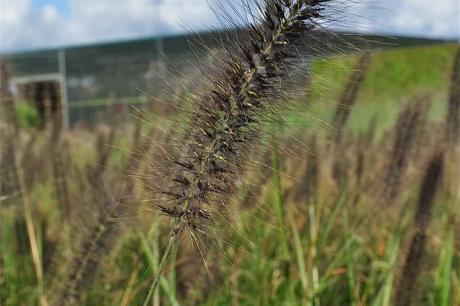 Pennisetum alopecuroides 'Red Head'