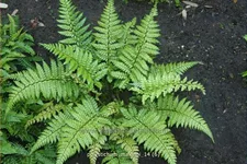 Polystichum makinoi