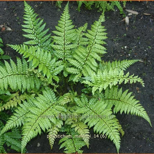 Polystichum makinoi