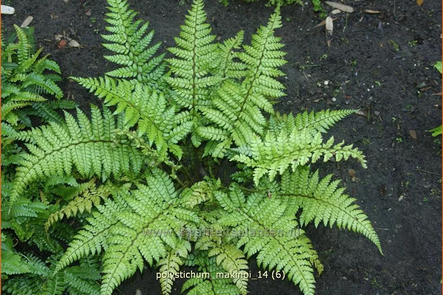 Polystichum makinoi