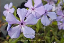 Phlox divaricata 'Geddington Cross'