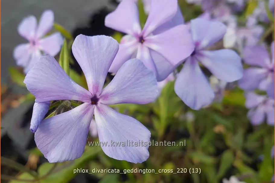 Phlox divaricata 'Geddington Cross'