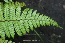 Polystichum makinoi